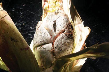 Memphis Flyer | Corn Porn